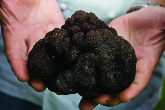 black truffle